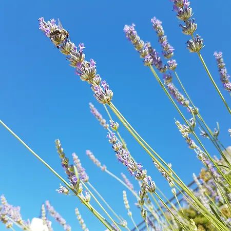 Silvija アパート *